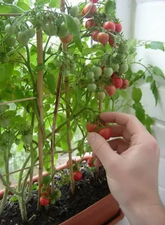Sklizeň cherry rajčat v květináči na balkoně, čerstvé domácí zelenina