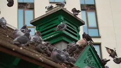 hejno holubů sedících na střeše