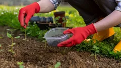 Zahradník v červených rukavicích sází sazenice zeleniny na záhon na jaře