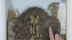 Mraveniště v průřezu, ilustrované s rukou ukazující na detail podzemní části hnízda.