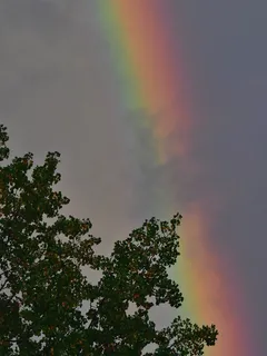 Duha nad stromem na jasné obloze