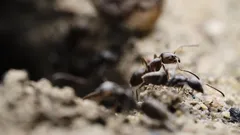 Hnědý mravenec na hnědé půdě detail