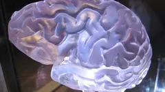 Detailní záběr plastového modelu mozku pro studium anatomie