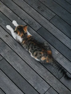 Kočka ležící na dřevěné podlaze